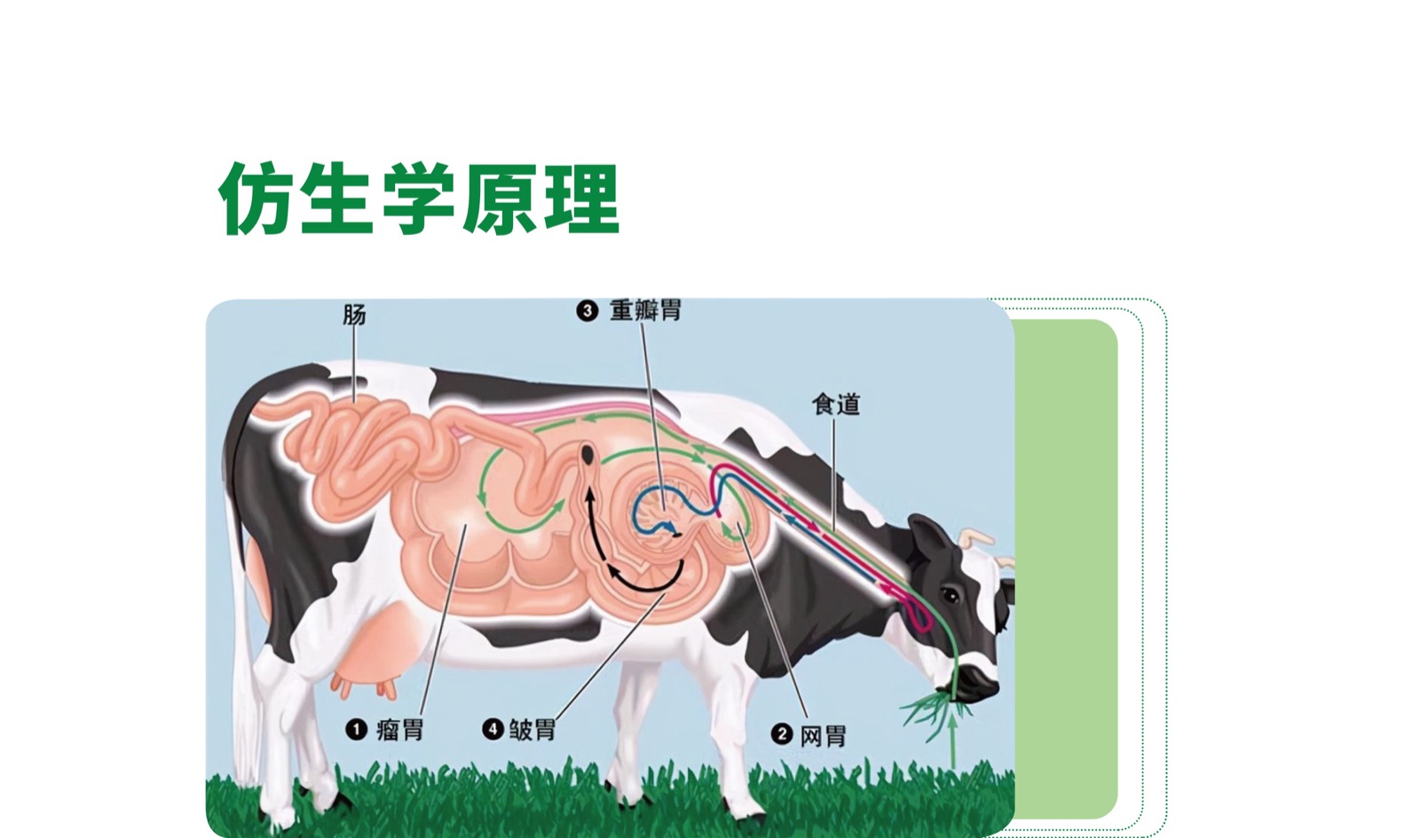 仿生學原理插圖：反芻動物多胃室消化示意